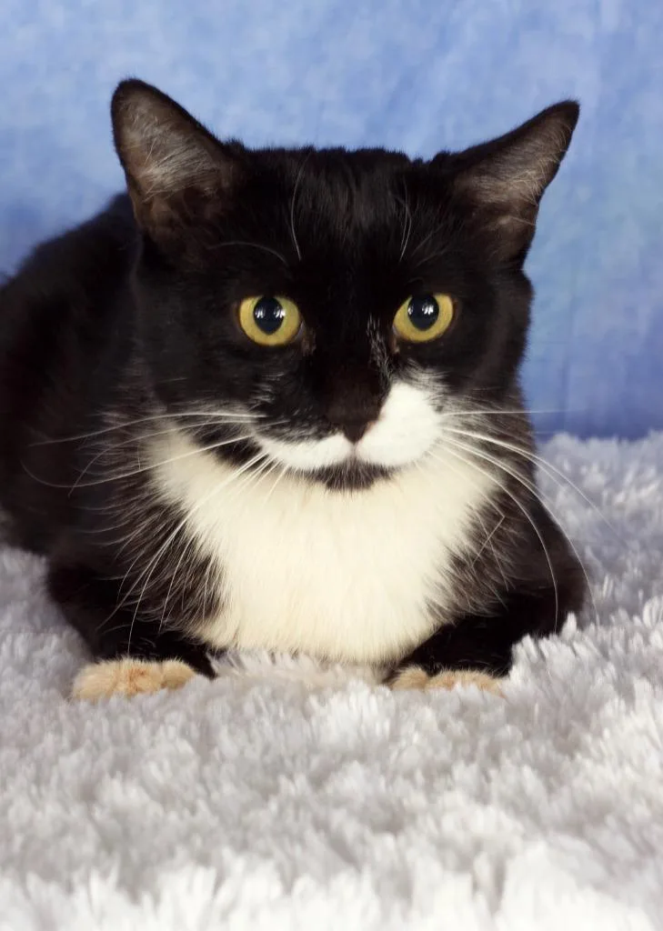 A young small-sized female Domestic Short Hair cat named Nori for adoption in Gilbert, AZ
