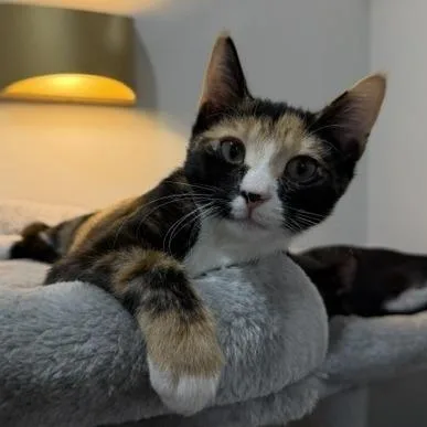 A baby small-sized female Tortoiseshell Domestic Short Hair cat named Daisy for adoption in Jupiter, FL