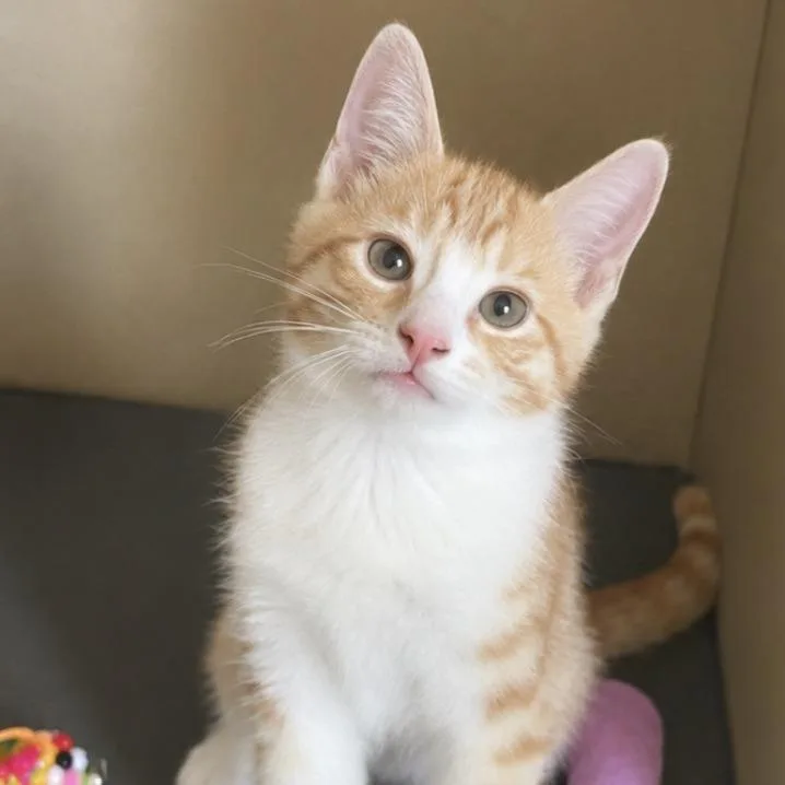 A baby small-sized male Orange / Red Domestic Short Hair cat named Latte for adoption in Houston, TX