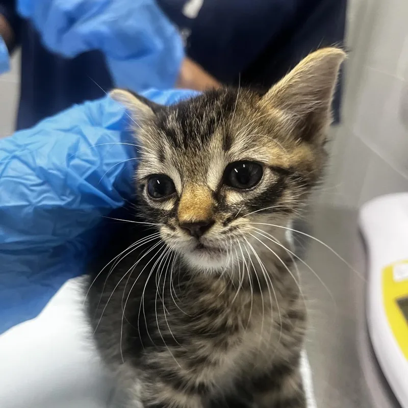 A baby small-sized male Domestic Short Hair cat named Fire Truck @ Dorchester for adoption in Summerville, SC