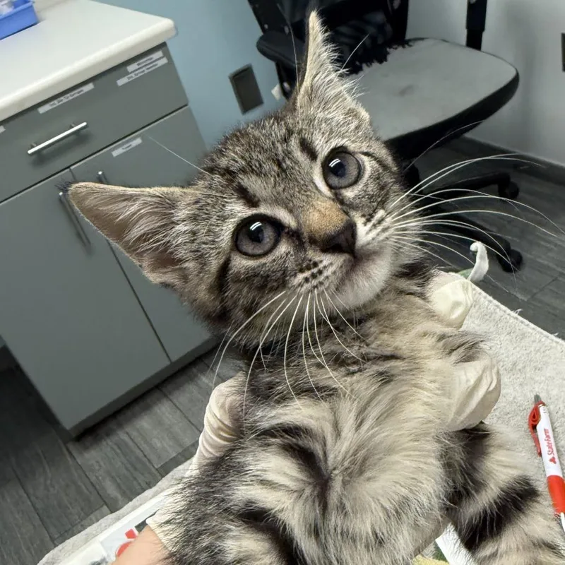 A baby small-sized male Gray / Blue / Silver Domestic Short Hair cat named Cheerio for adoption in Jacksonville, FL