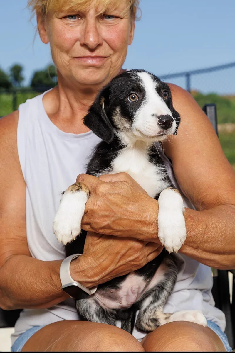 A baby small-sized male Tricolor (Brown, Black, & White) Border Collie dog named Butterfinger for adoption in Chester Springs, PA