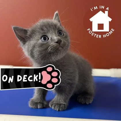 A baby small-sized male Domestic Medium Hair cat named Randall for adoption in Janesville, WI