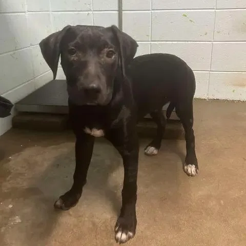 A young medium-sized male Black Labrador Retriever dog named Lake Austin for adoption in Austin, TX