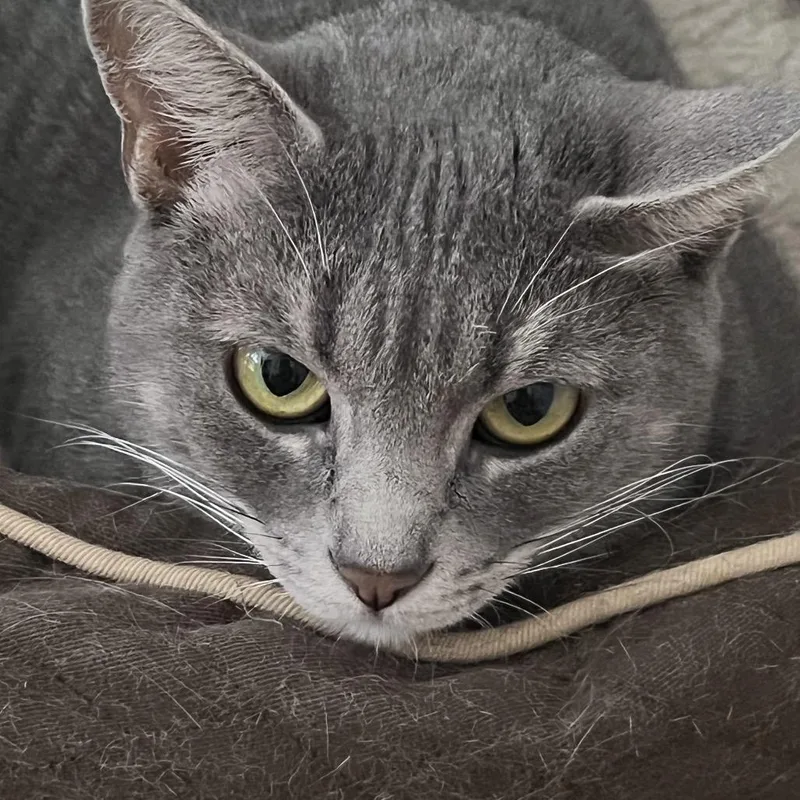 A young small-sized female Gray / Blue / Silver Domestic Short Hair cat named Bunny for adoption in Overland Park, KS