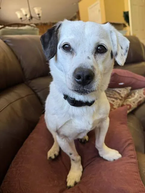 A senior small-sized male Dachshund dog named Monty NJ for adoption in Rockaway, NJ