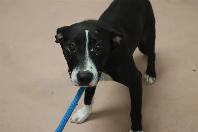 A young medium-sized female Mixed Breed dog named Autumn for adoption in Columbia, SC