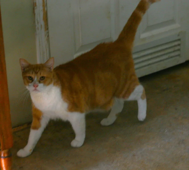 Pumpkin