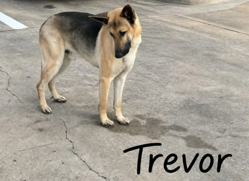 Trevor thumbnail 2