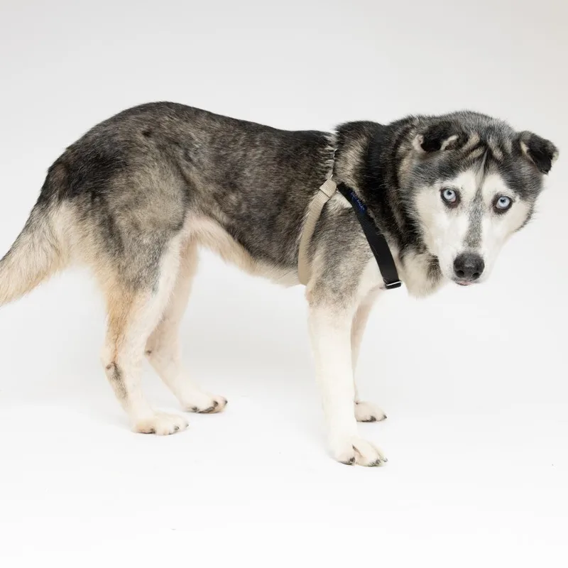 A senior medium-sized female Siberian Husky dog named Marley for adoption in San Francisco, CA