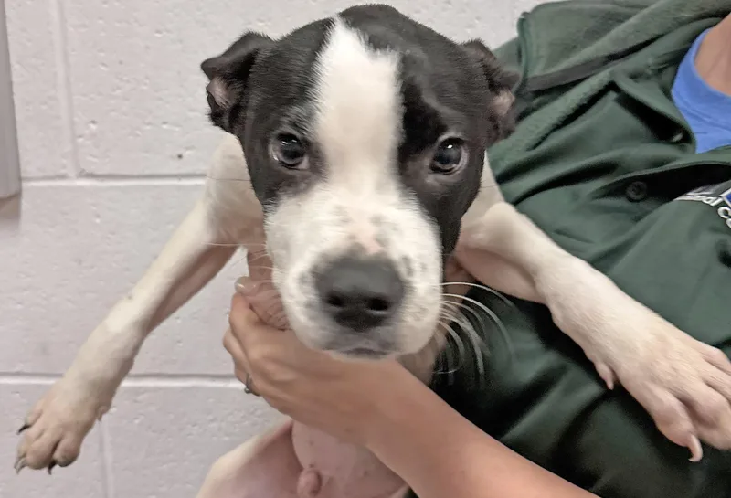 A baby small-sized male Pit Bull Terrier dog named Luke for adoption in Columbus, IN