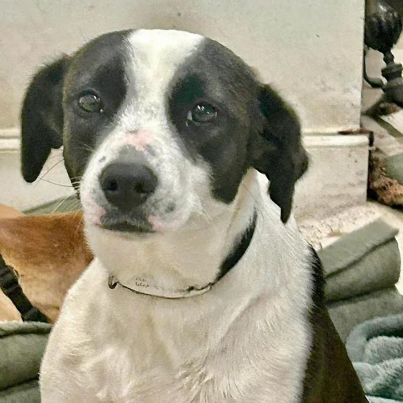 A young medium-sized female Labrador Retriever dog named Alexa Lyra for adoption in Long Island City, NY