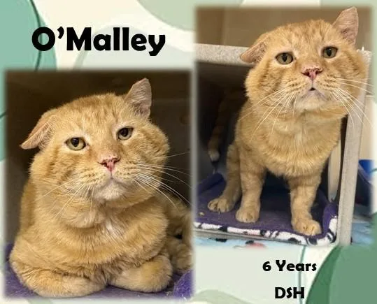 An adult medium-sized male Tabby (Orange / Red) Domestic Short Hair cat named O'malley for adoption in Franklin, IN