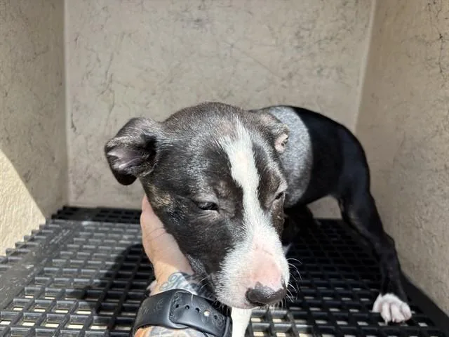 A baby small-sized female Pit Bull Terrier dog named Cara for adoption in Oklahoma City, OK