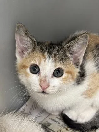 A baby small-sized female Domestic Short Hair cat named 549-26 for adoption in Cumming, GA