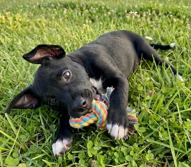 An adult small-sized male Miniature Pinscher dog named Vinny for adoption in Crown Point, IN