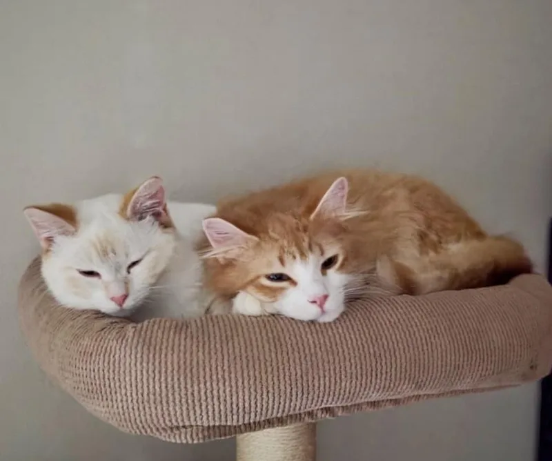 A young medium-sized female Flame Point Domestic Short Hair cat named Ciri for adoption in Silverton, OR