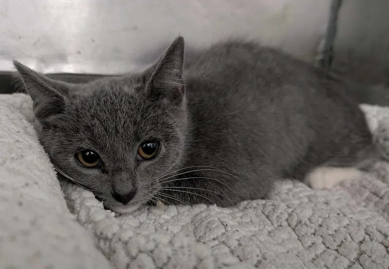 A young small-sized female Gray & White Domestic Short Hair cat named Misty for adoption in New Ulm, MN