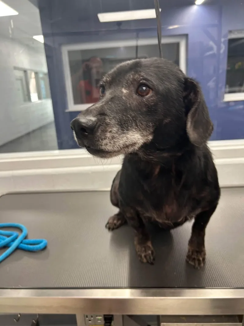 An adult medium-sized male Basset Hound dog named Bugsy for adoption in Lexington, KY