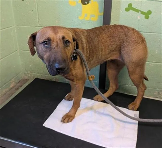 An adult large-sized female Pit Bull Terrier dog named Belle for adoption in Sacramento, CA