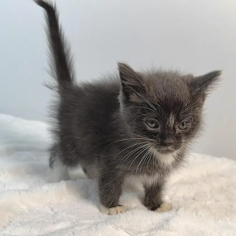 A baby small-sized male Gray / Blue / Silver Domestic Medium Hair cat named Possum for adoption in Johnson City, TN