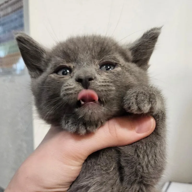 A baby small-sized male Gray / Blue / Silver Domestic Short Hair cat named Hexagon for adoption in Idaho Falls, ID
