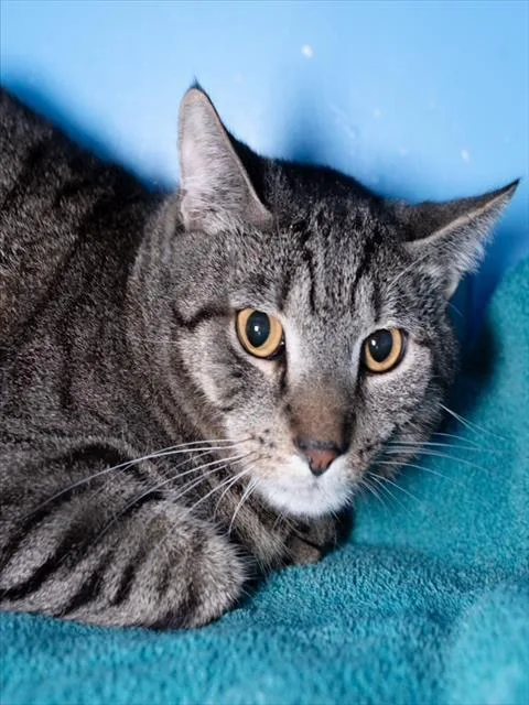 An adult medium-sized male Domestic Short Hair cat named Tiger for adoption in Boston, MA