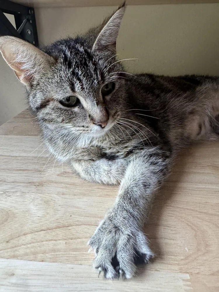 A young medium-sized female Gray / Blue / Silver Domestic Short Hair cat named Cloverleaf for adoption in Clinton Township, MI