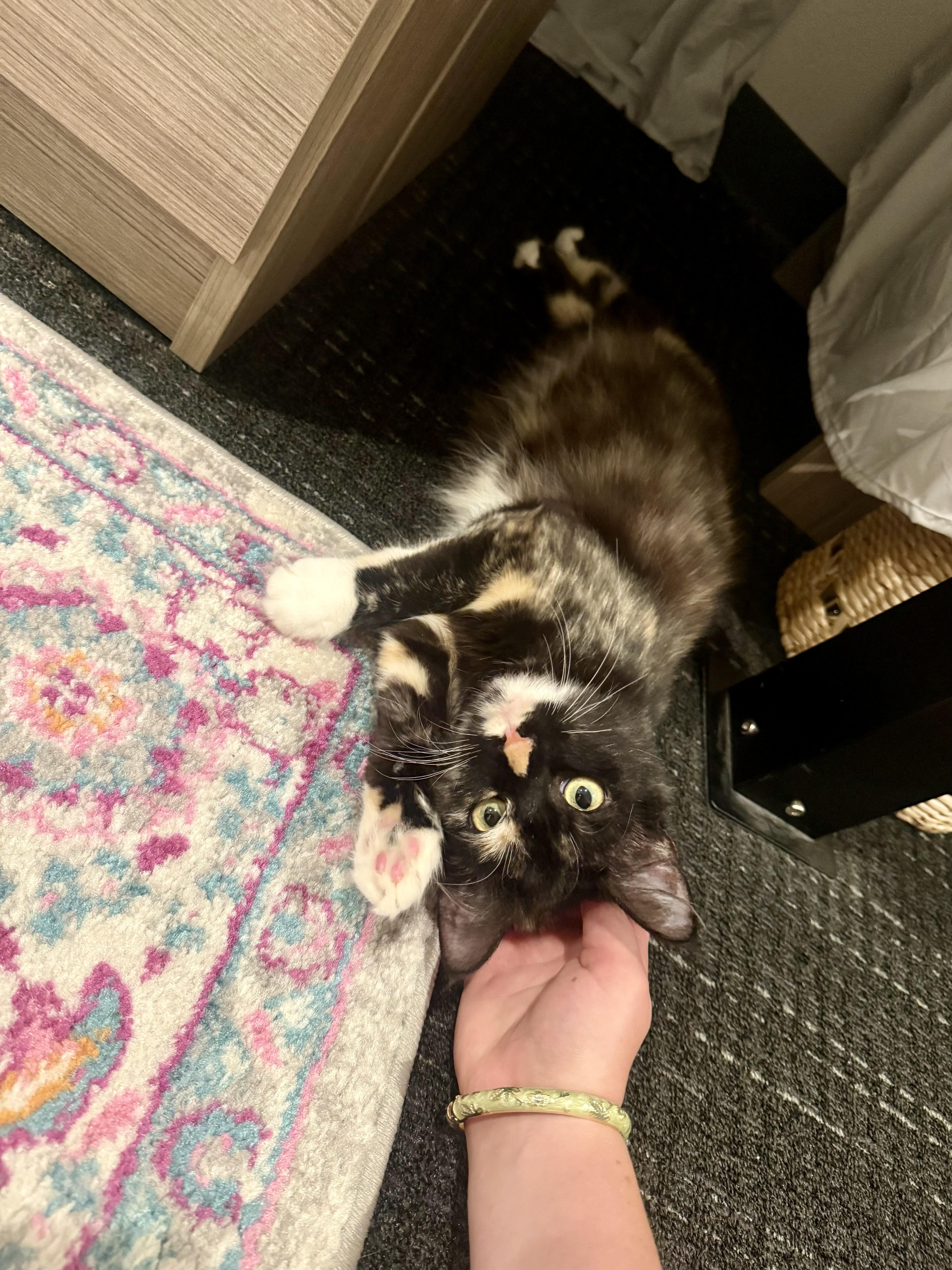 A young medium-sized female Domestic Long Hair cat named Nana for adoption in Long Beach, CA