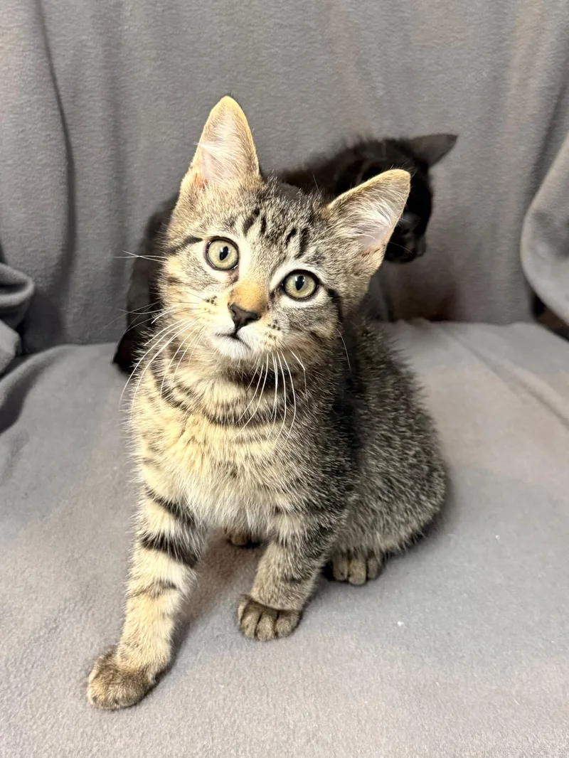 A baby medium-sized male Tabby (Gray / Blue / Silver) Domestic Short Hair cat named Sturgeon Moon for adoption in Solon, IA