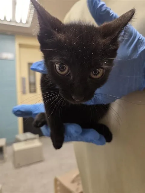 A baby small-sized male Domestic Short Hair cat named Cosmo for adoption in Kent, WA