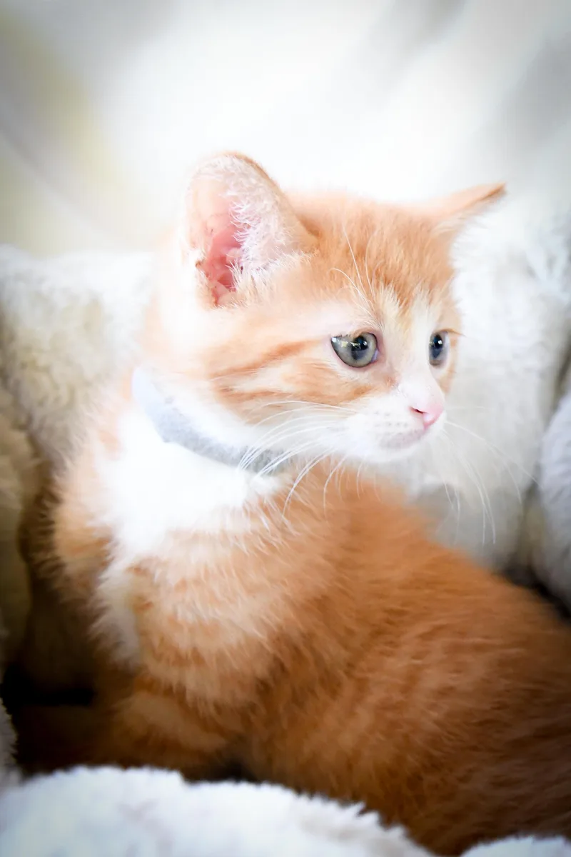 A baby medium-sized male Domestic Short Hair cat named Mulberry for adoption in Port Washington, WI
