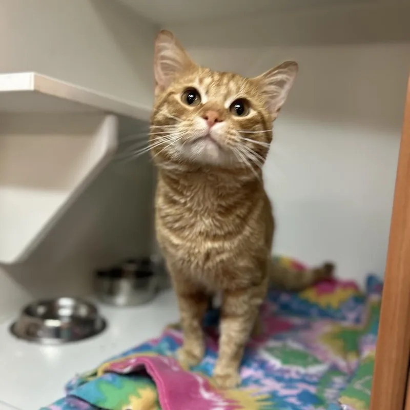 An adult medium-sized male Orange / Red Domestic Short Hair cat named Boy George for adoption in Troy, IL