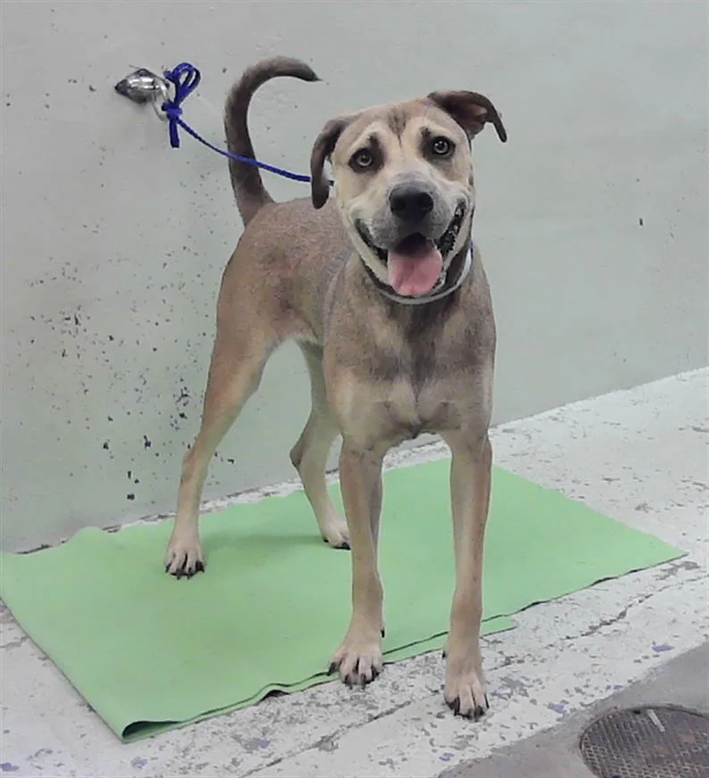 A young medium-sized female German Shepherd Dog dog named Alaina for adoption in Houston, TX