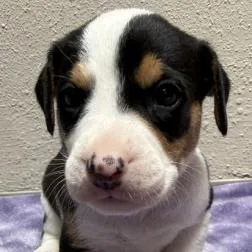 A baby small-sized male Rottweiler dog named Orange Soda for adoption in Parker, CO