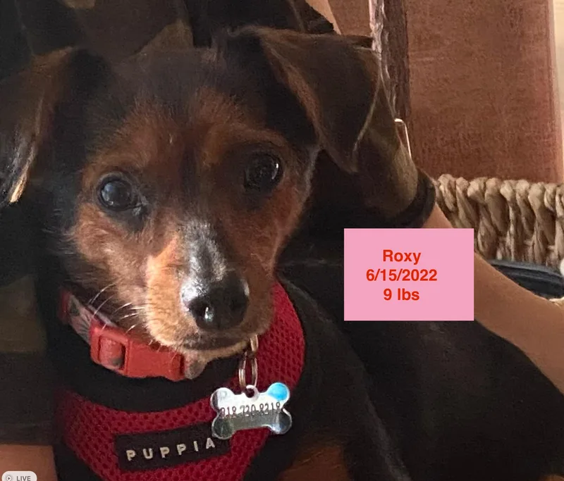 A young small-sized female Bicolor Chihuahua dog named Roxy for adoption in Allen, TX