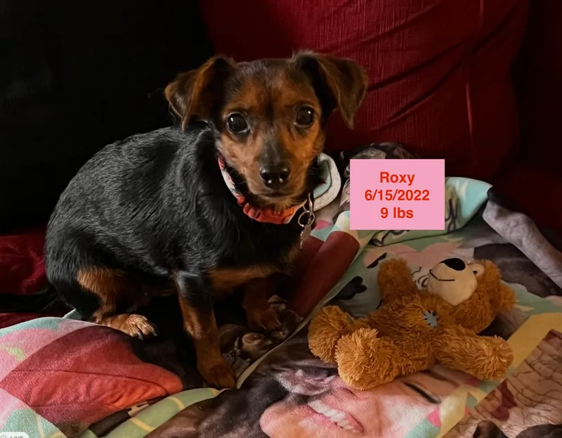 Roxy thumbnail 2