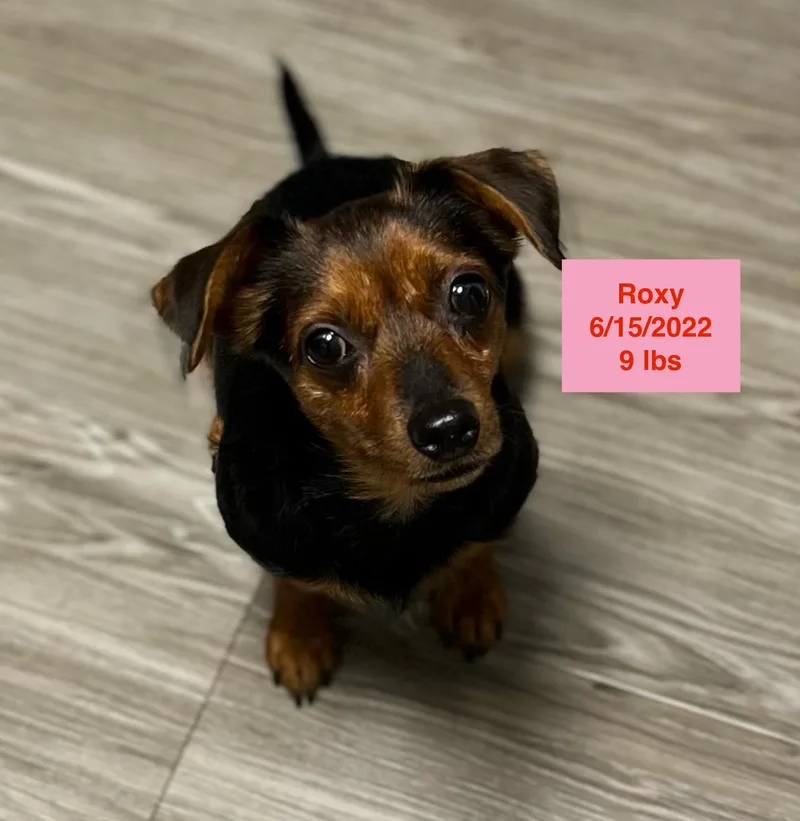 Roxy thumbnail 3