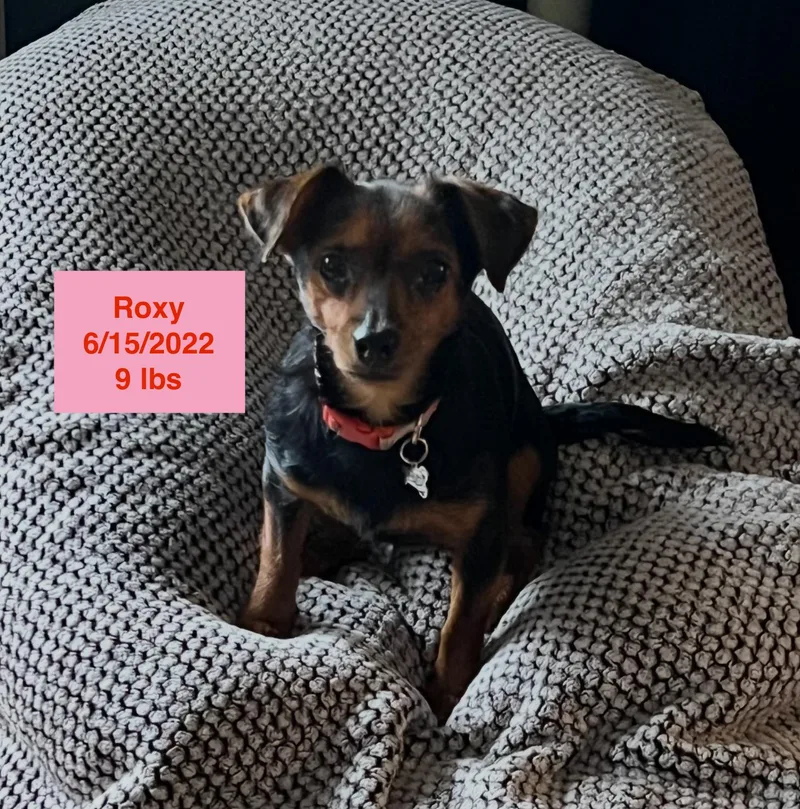 Roxy thumbnail 4