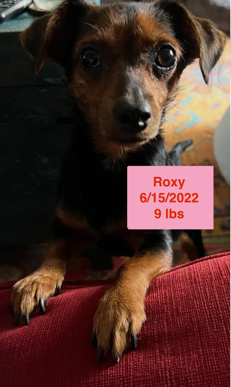 Roxy thumbnail 5