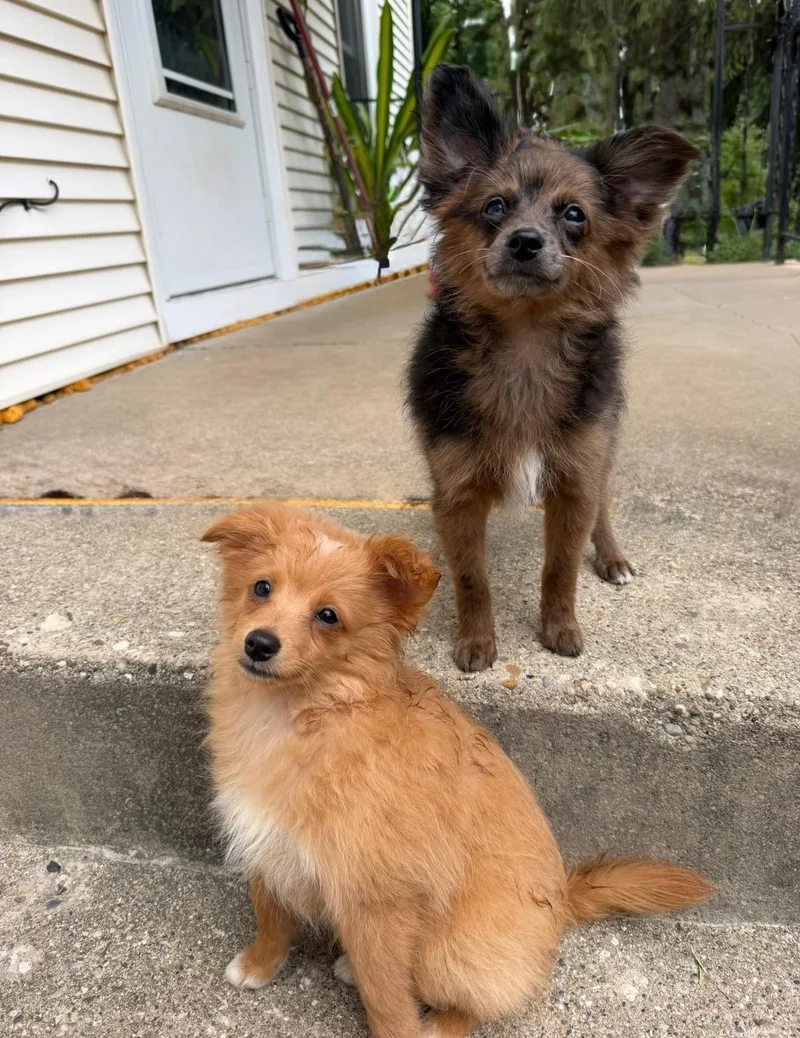 A baby small-sized male Apricot / Beige Pomapoo dog named Merle and Red for adoption in Union Grove, WI