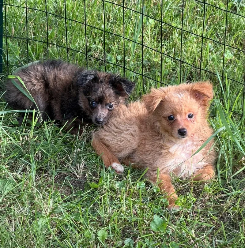 Merle and Red thumbnail 2