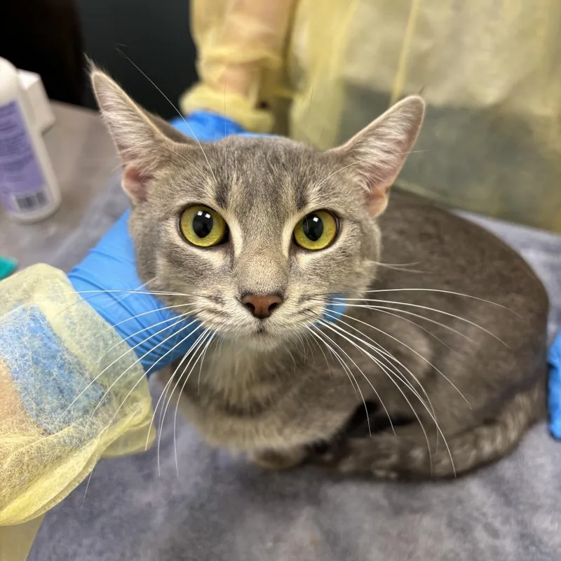 An adult medium-sized female Gray / Blue / Silver Domestic Short Hair cat named Duck for adoption in Evanston, IL