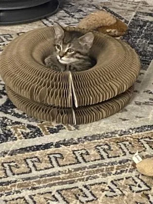A baby small-sized male Domestic Short Hair cat named Remington for adoption in Wilkesboro, NC