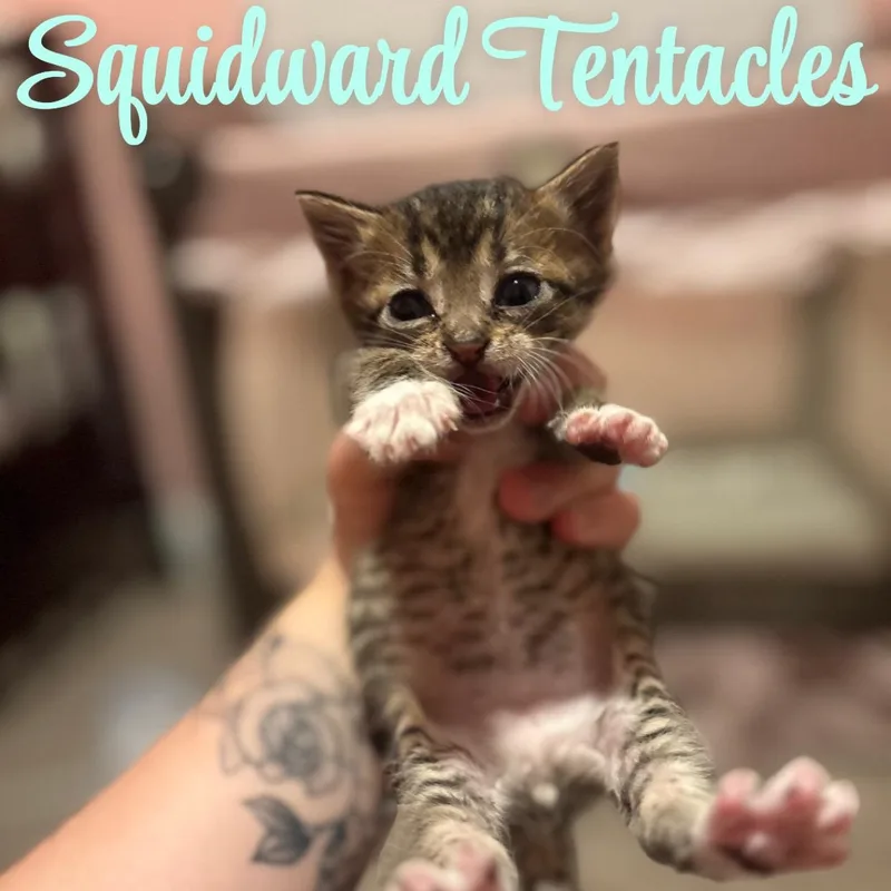A baby medium-sized male Tabby (Buff / Tan / Fawn) Domestic Short Hair cat named Squidward Tentacles for adoption in Youngstown, FL