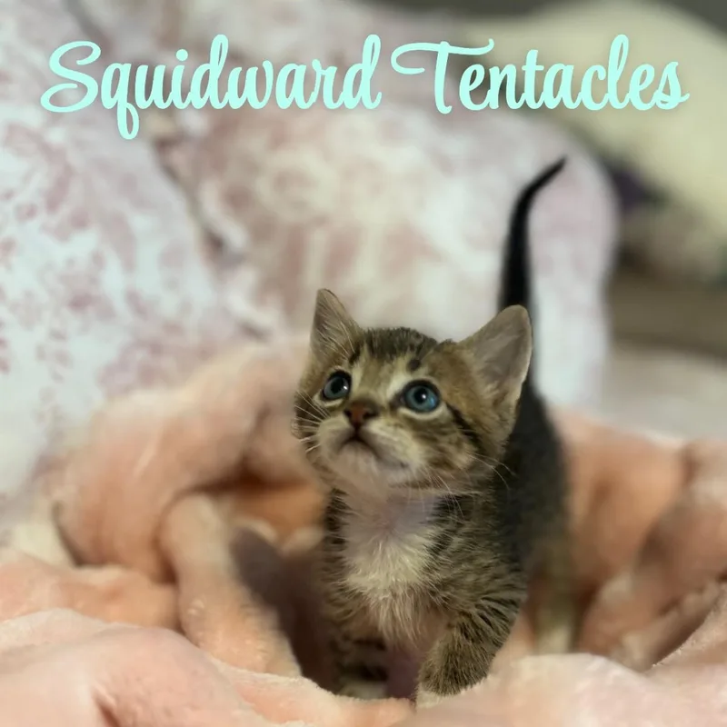 Squidward Tentacles thumbnail 4