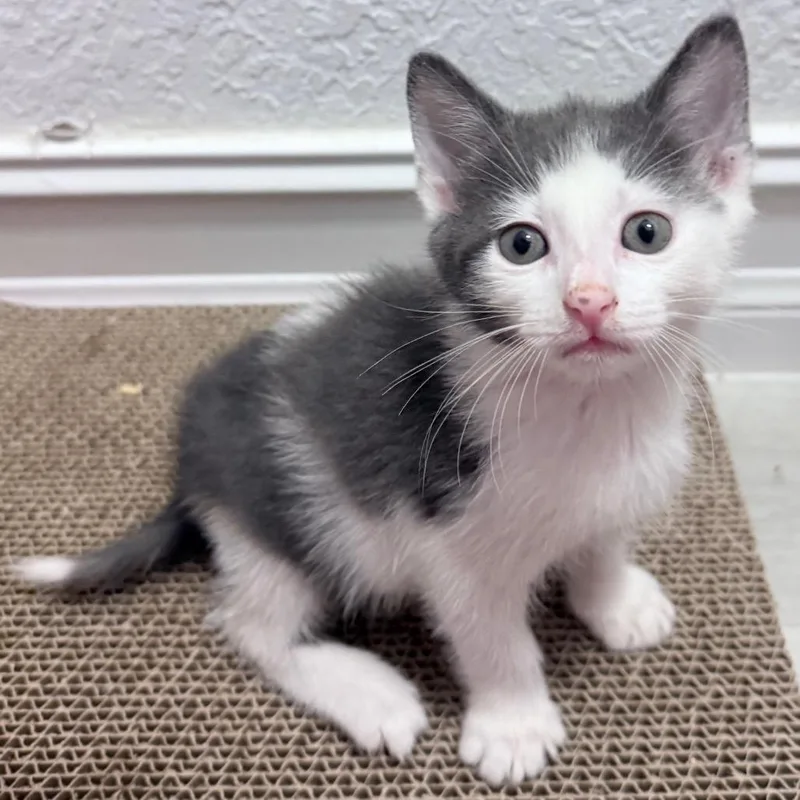 A young medium-sized male Gray & White Domestic Short Hair cat named Tofu for adoption in Parkland, FL