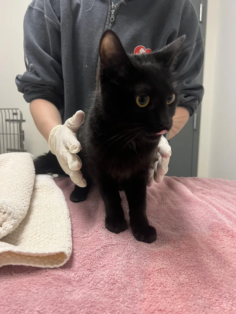 A young medium-sized female Domestic Short Hair cat named Lulu for adoption in Chico, CA