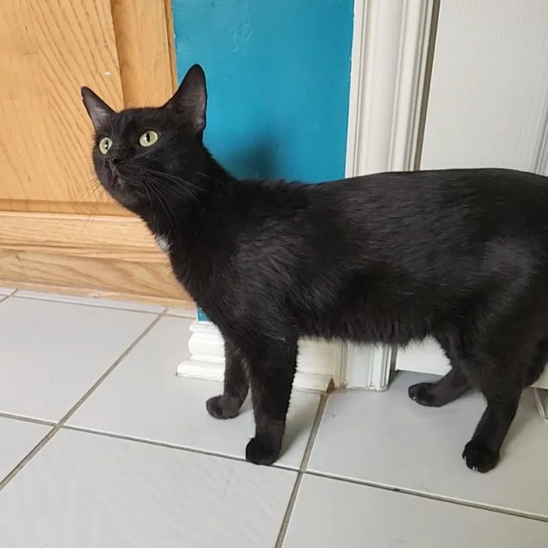 Penny Lane thumbnail 2