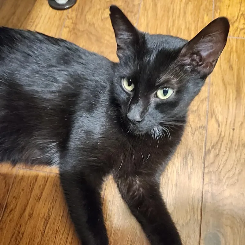 Penny Lane thumbnail 3